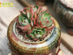 楊金、央金、妖精多肉植物