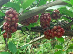 中藥材種植什么品種賺錢？這四種市場(chǎng)價(jià)幾百元一斤！