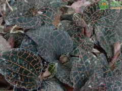 林下種植有什么較好的產(chǎn)業(yè)？