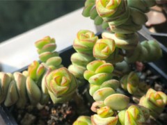多肉有毒嗎能放室內(nèi)嗎，對(duì)身體有害嗎