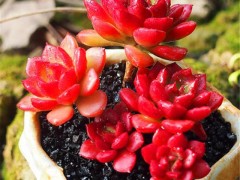 9種爆盆厲害的紅色多肉，給點(diǎn)陽(yáng)光，保證溫差，火紅喜慶惹人愛